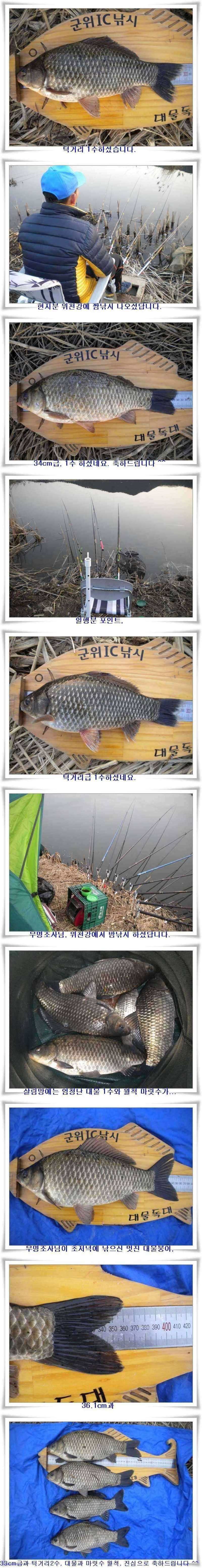 대물과 월척 마릿수 (조황조행기 - 특파원조황)