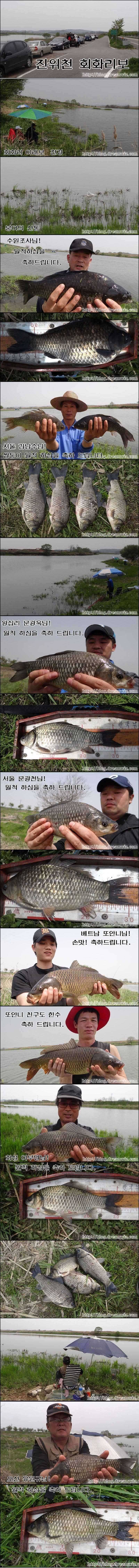 씨즌 맞은회화리보 월척이 줄줄이 (조황조행기 - 특파원조황)