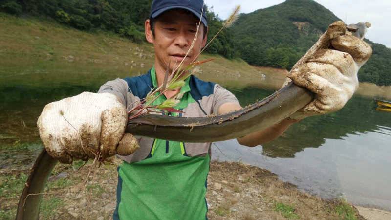 8월 마지막날 충주호 대물붕어 대물장어 소식입니다 (조황조행기 - 특파원조황)