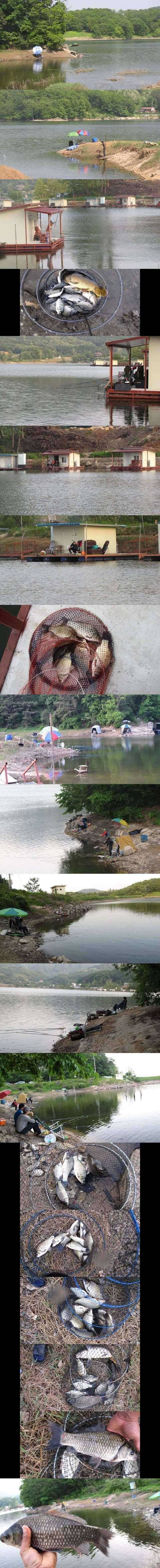 두창지 살아난 조황 (조황조행기 - 특파원조황)