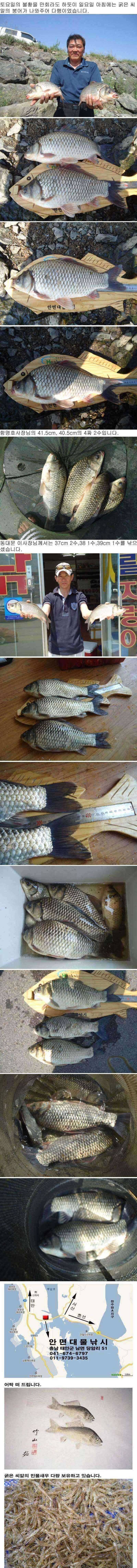 부남호 명함도 못내민 39cm 대물붕어 (조황조행기 - 특파원조황)