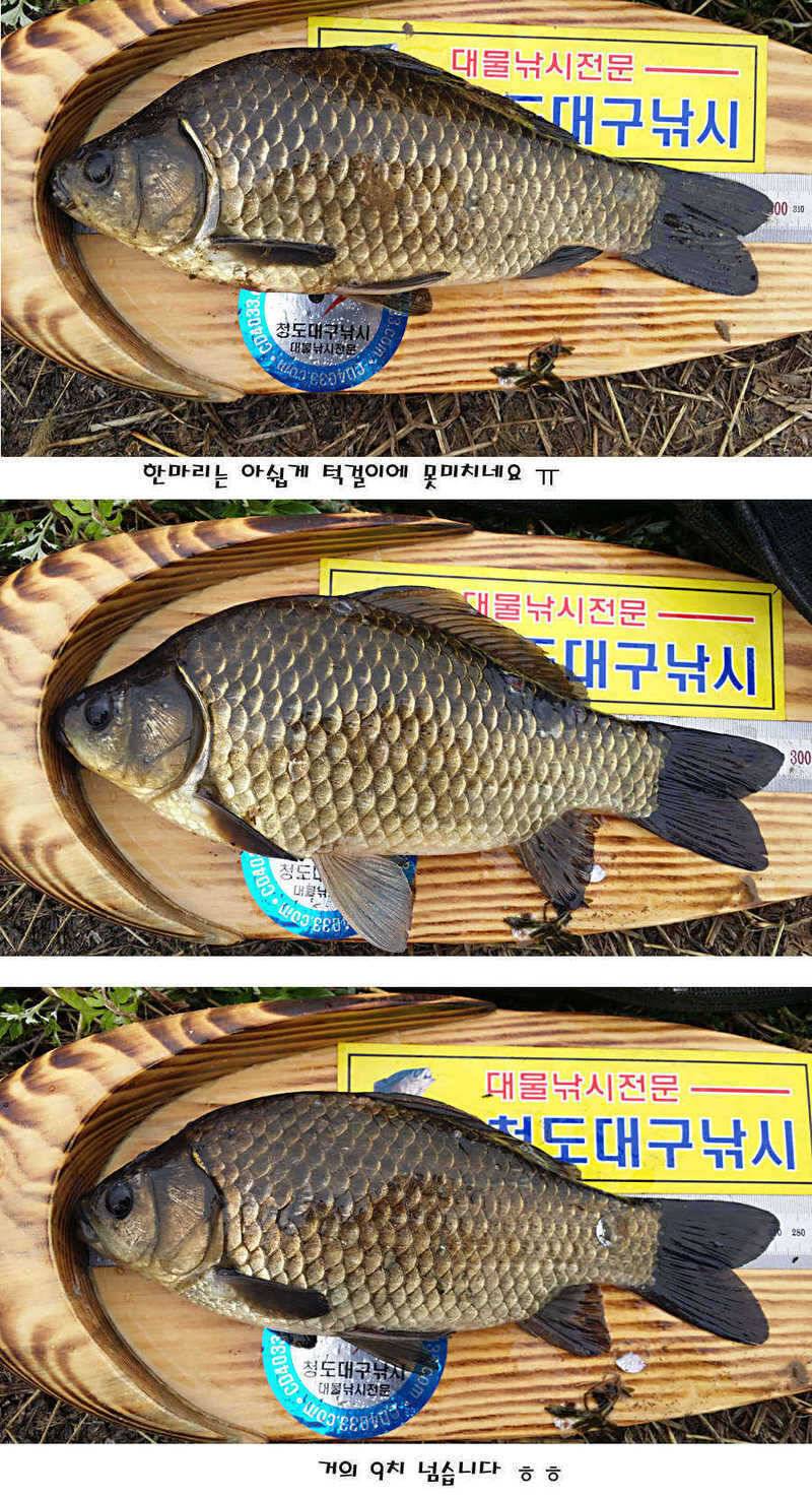 청도권 허리급에서 4짜까지 (조황조행기 - 특파원조황)