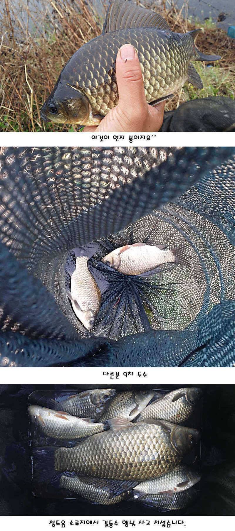 청도권 허리급에서 4짜까지 (조황조행기 - 특파원조황)