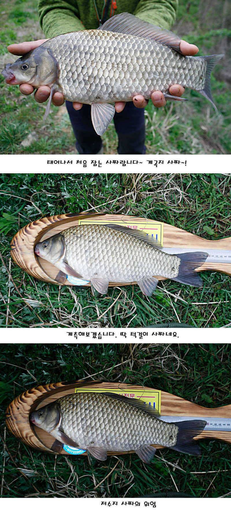 청도권 허리급에서 4짜까지 (조황조행기 - 특파원조황)