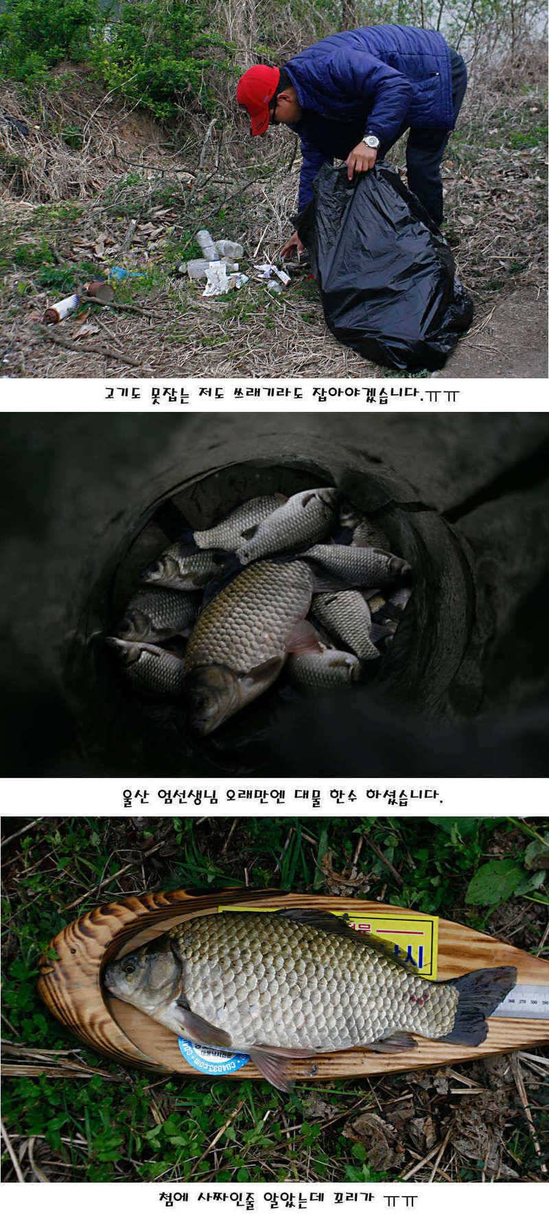 청도권 허리급에서 4짜까지 (조황조행기 - 특파원조황)