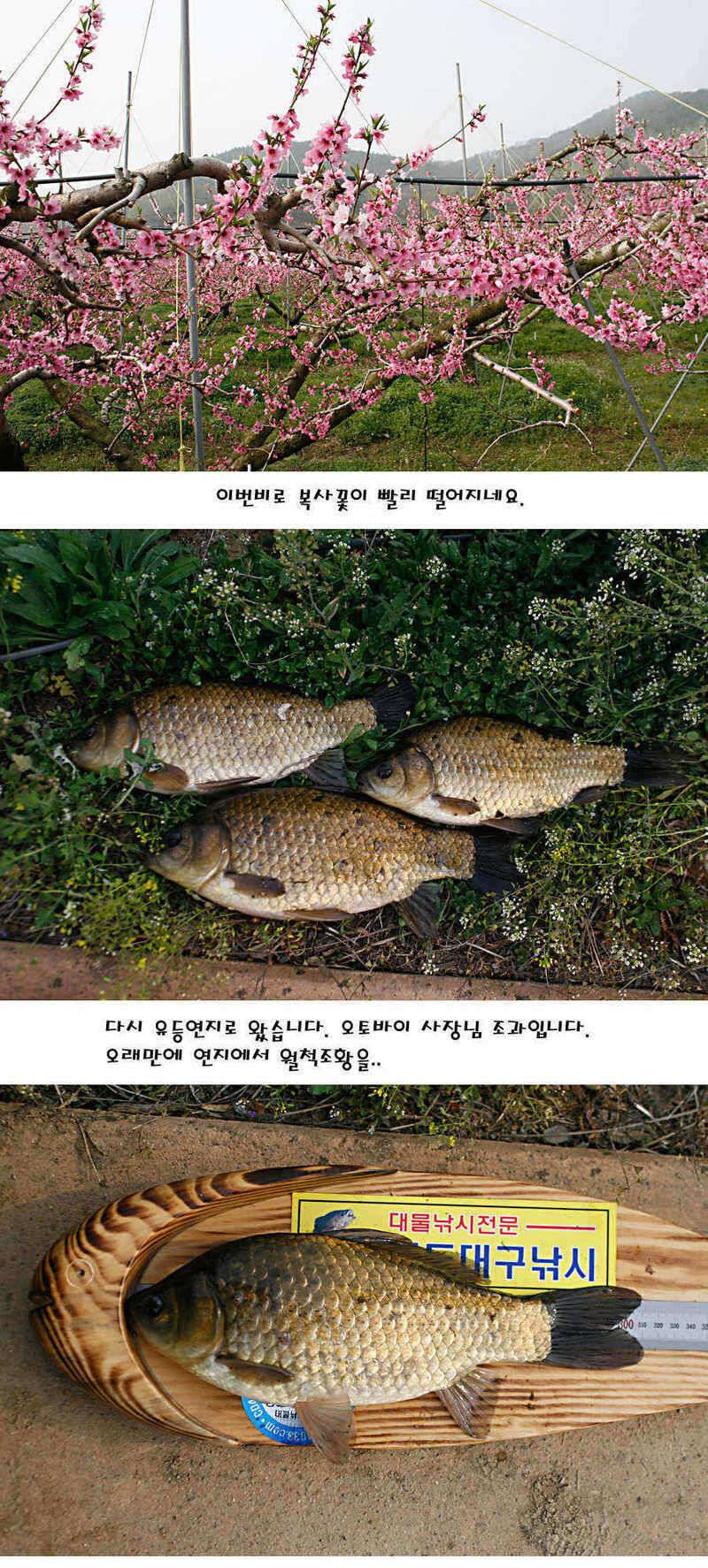 청도권 허리급에서 4짜까지 (조황조행기 - 특파원조황)
