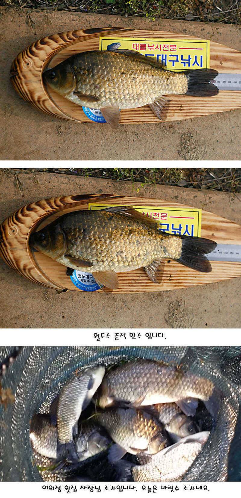 청도권 허리급에서 4짜까지 (조황조행기 - 특파원조황)