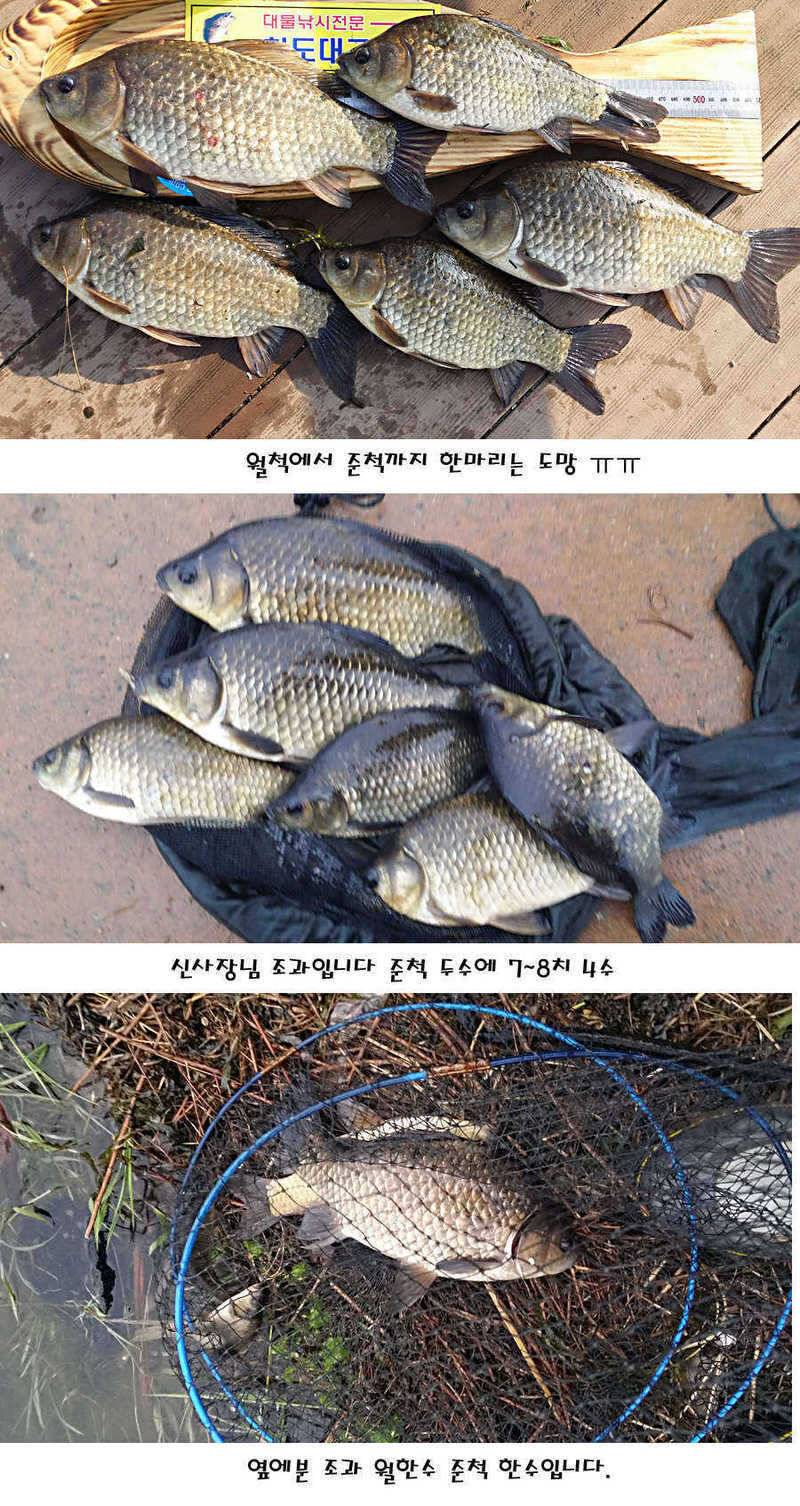 청도권 허리급에서 4짜까지 (조황조행기 - 특파원조황)