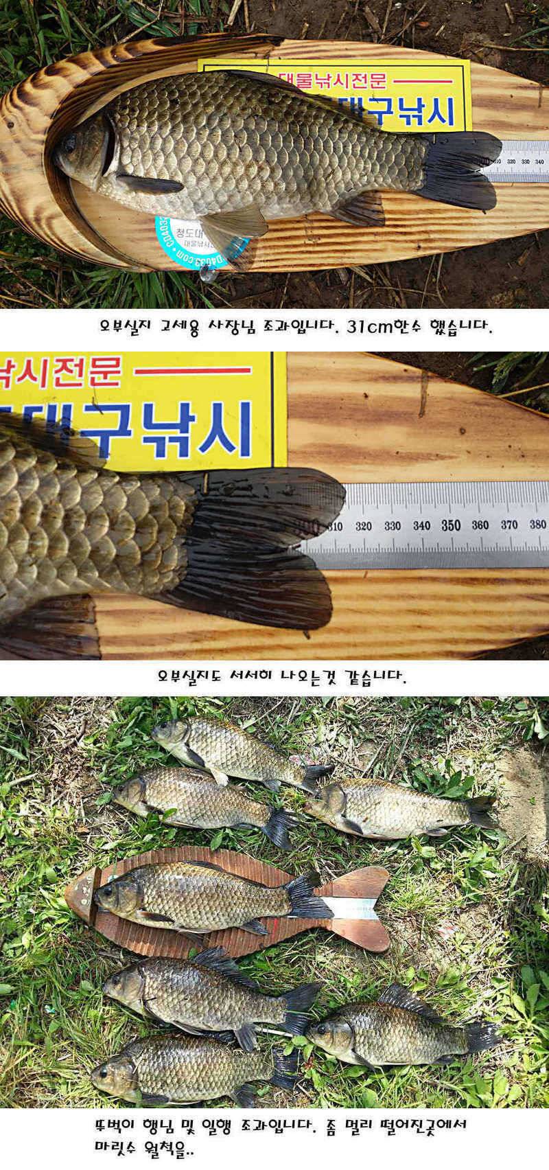 청도권 허리급에서 4짜까지 (조황조행기 - 특파원조황)