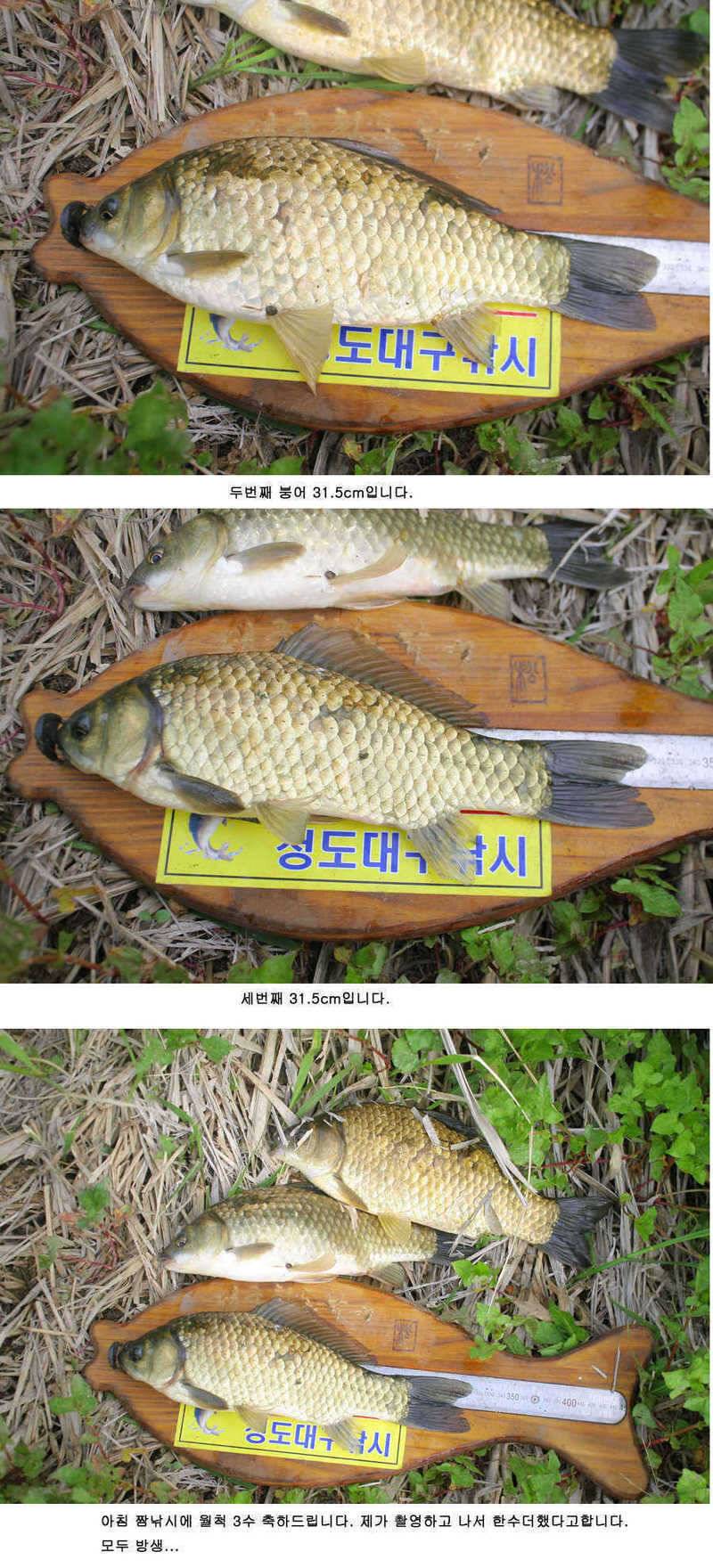 청도천 빵빵 터지고 있습니다 (조황조행기 - 특파원조황)