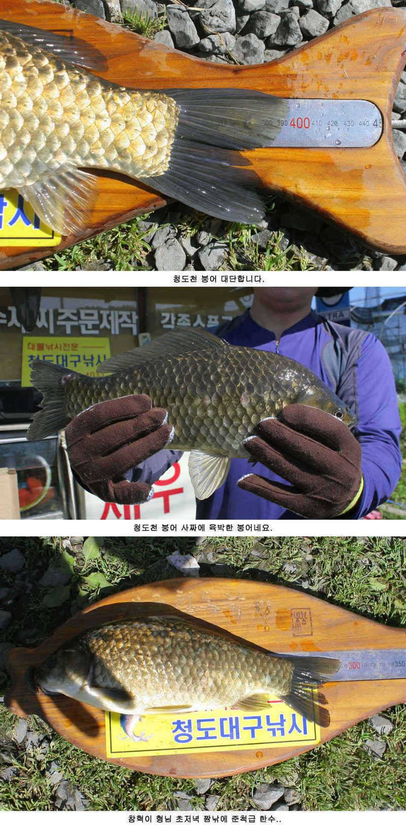청도천 빵빵 터지고 있습니다 (조황조행기 - 특파원조황)