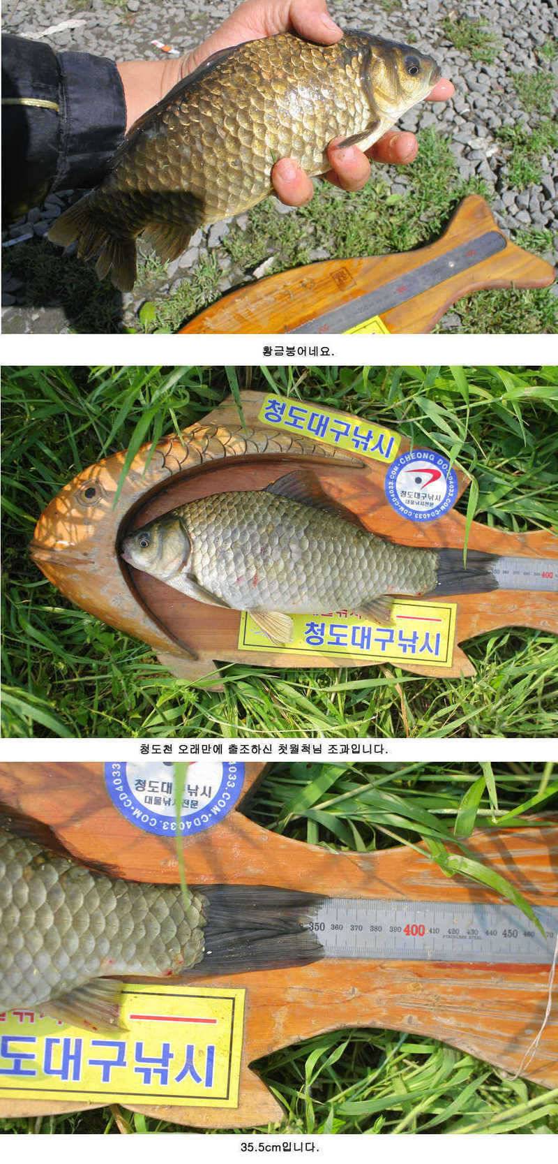 청도천 빵빵 터지고 있습니다 (조황조행기 - 특파원조황)