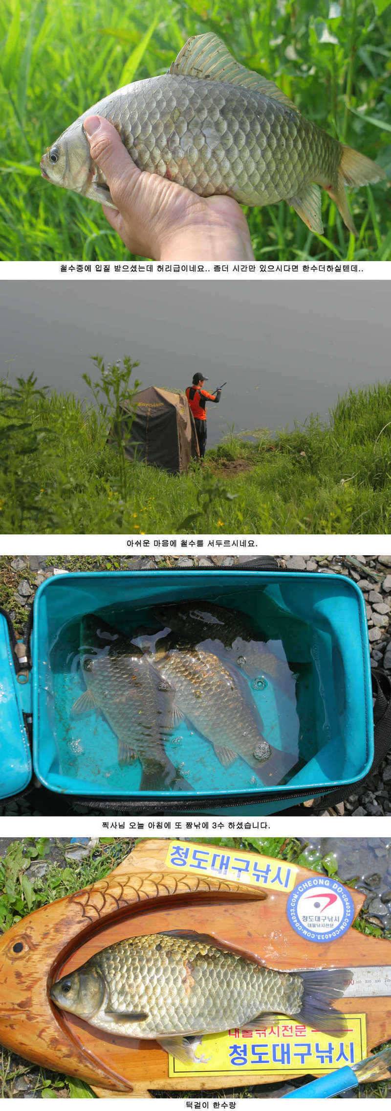 청도천 빵빵 터지고 있습니다 (조황조행기 - 특파원조황)