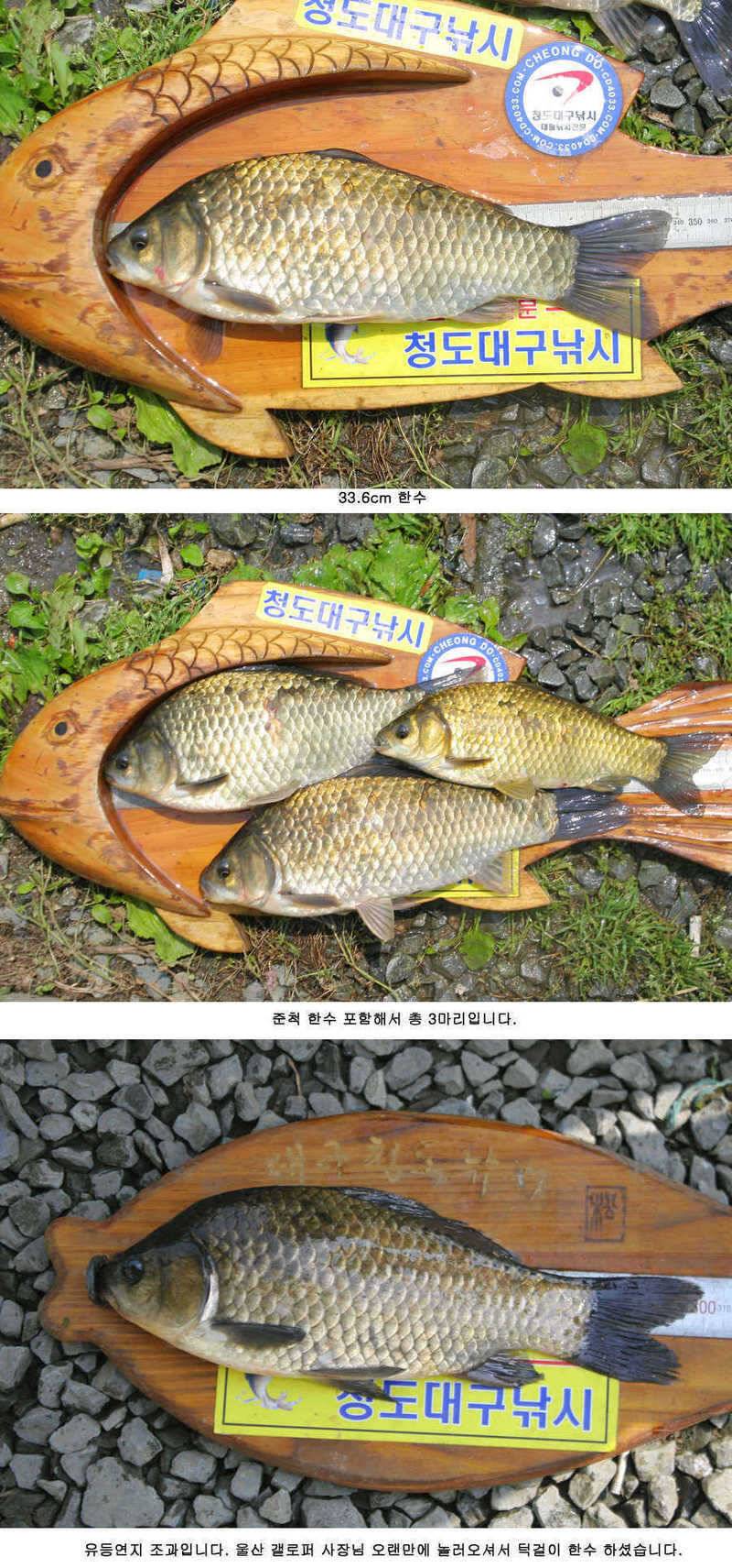 청도천 빵빵 터지고 있습니다 (조황조행기 - 특파원조황)