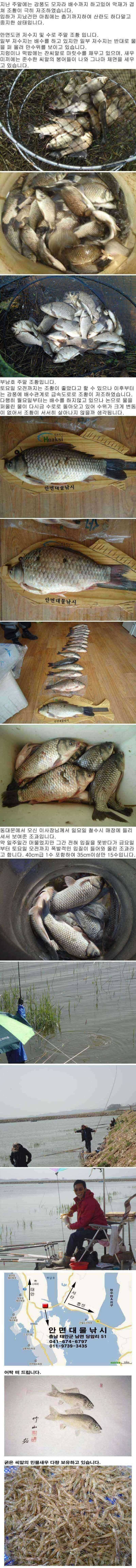 안면도권 저수지 및 수로 부남호 주말 조황 안내 (조황조행기 - 특파원조황)