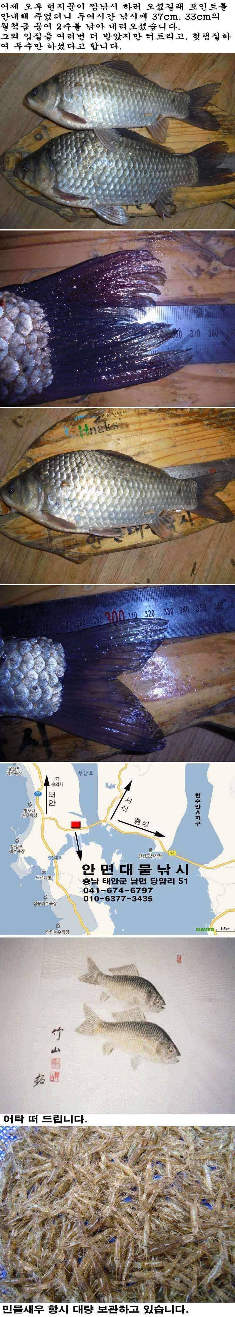 1120 부남호 오후 짬낚시 조황 (조황조행기 - 특파원조황)