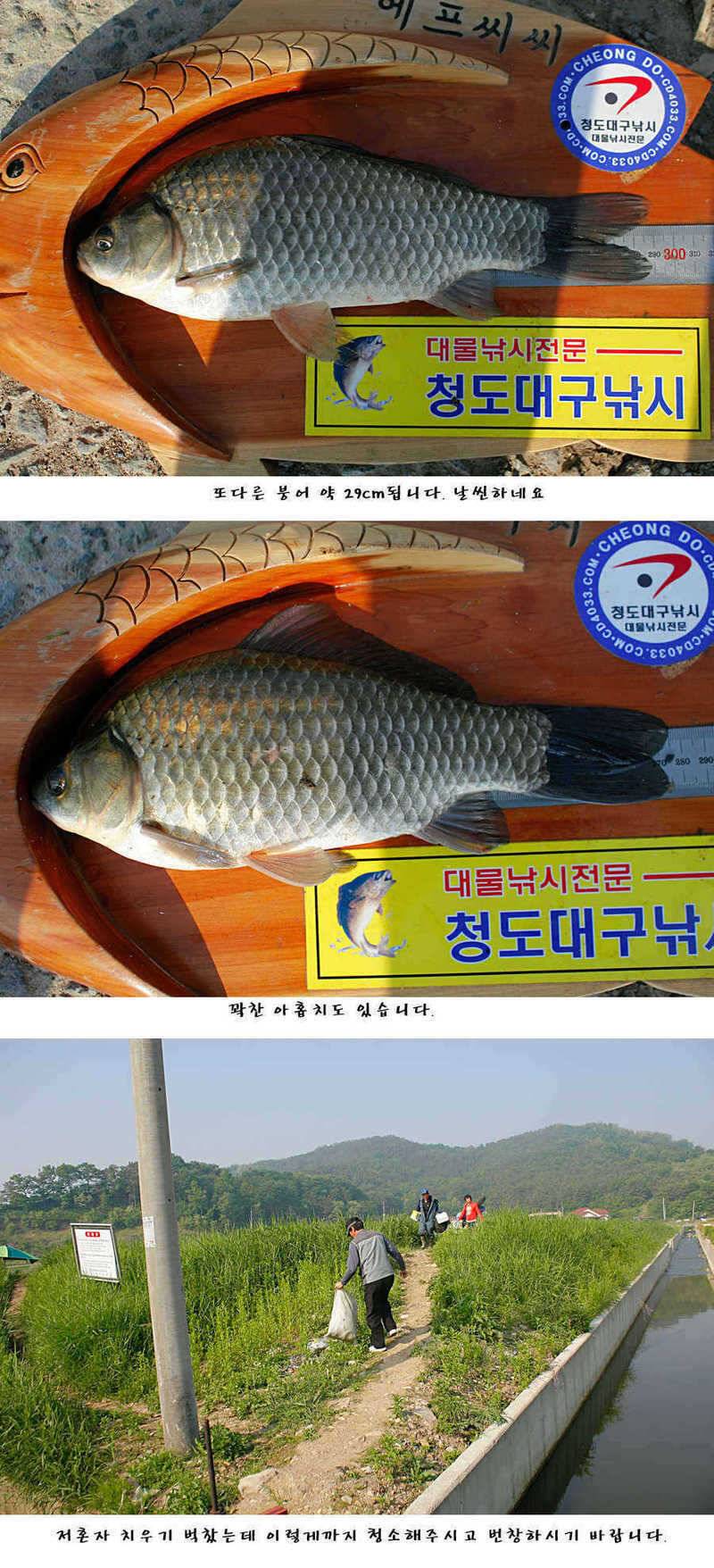 청도권주말 주중 조황 (조황조행기 - 특파원조황)