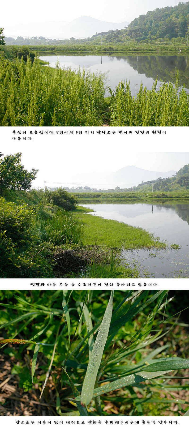 청도권주말 주중 조황 (조황조행기 - 특파원조황)