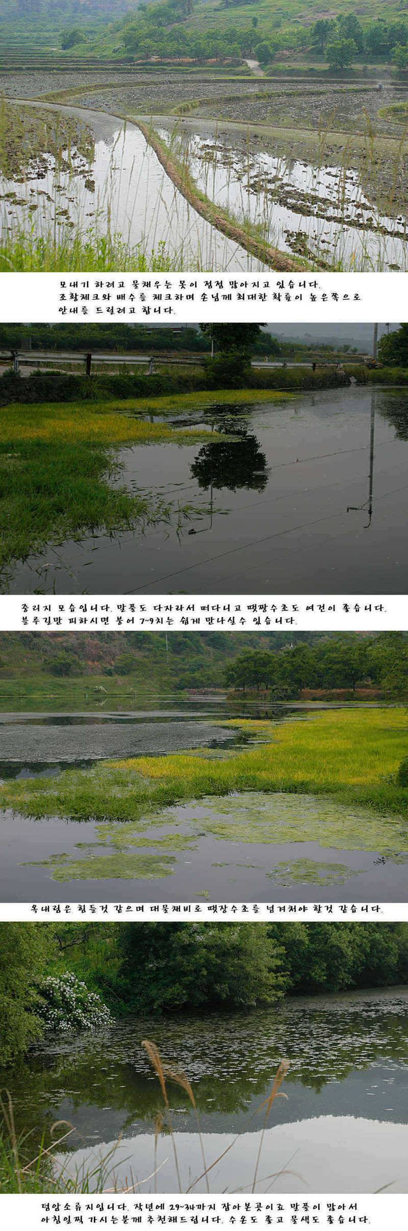 청도권주말 주중 조황 (조황조행기 - 특파원조황)