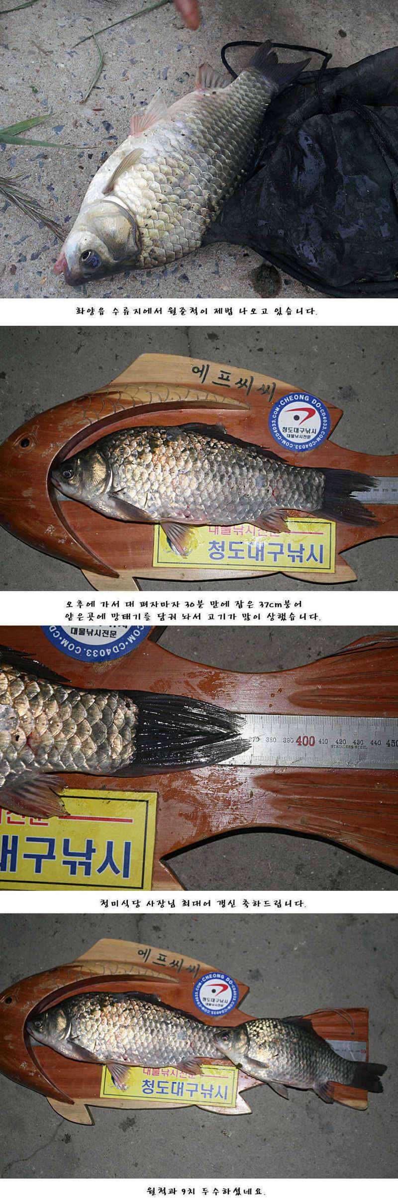 청도권주말 주중 조황 (조황조행기 - 특파원조황)