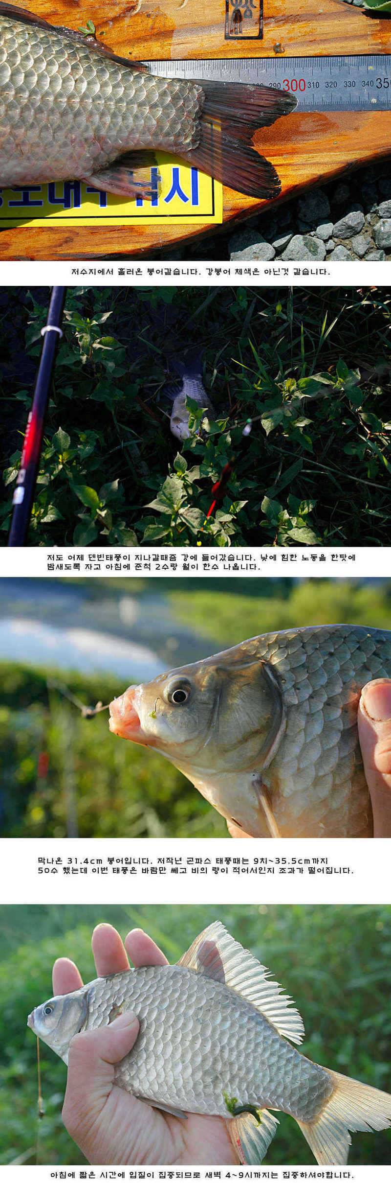 청도권 주중 조황정보 (조황조행기 - 특파원조황)