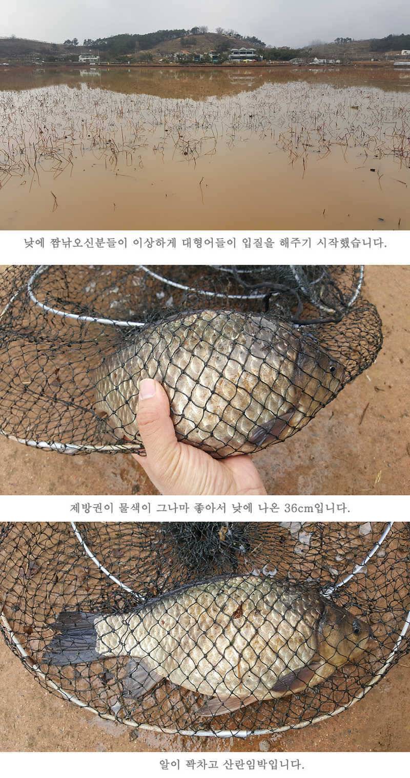 청도권 주말 이번주 조황입니다 (조황조행기 - 특파원조황)