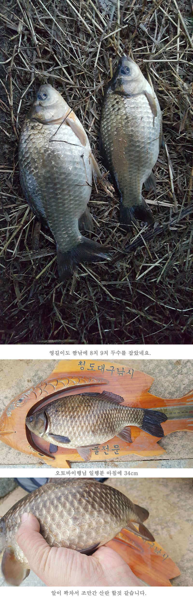 청도권 주말 이번주 조황입니다 (조황조행기 - 특파원조황)