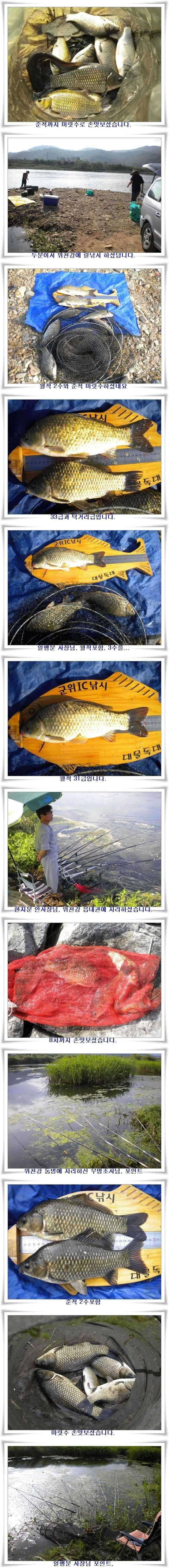 강낚시 호조황 (조황조행기 - 특파원조황)