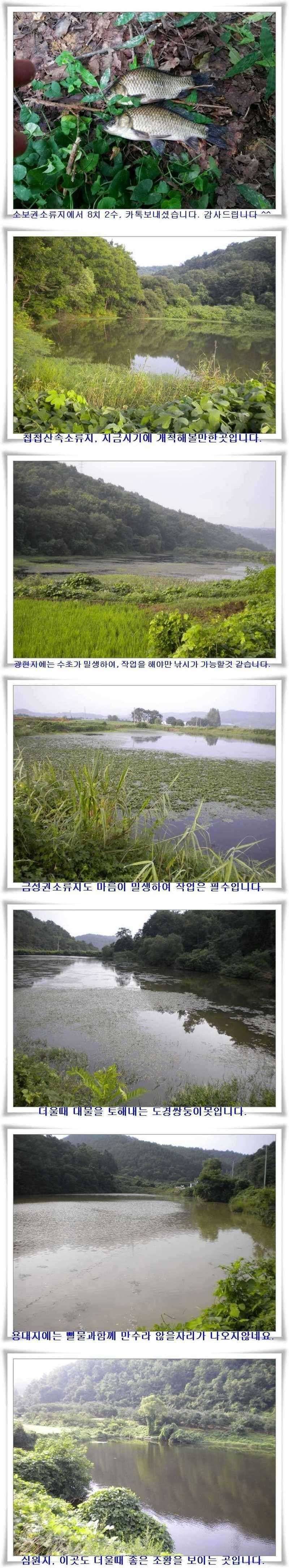 강낚시 호조황 (조황조행기 - 특파원조황)