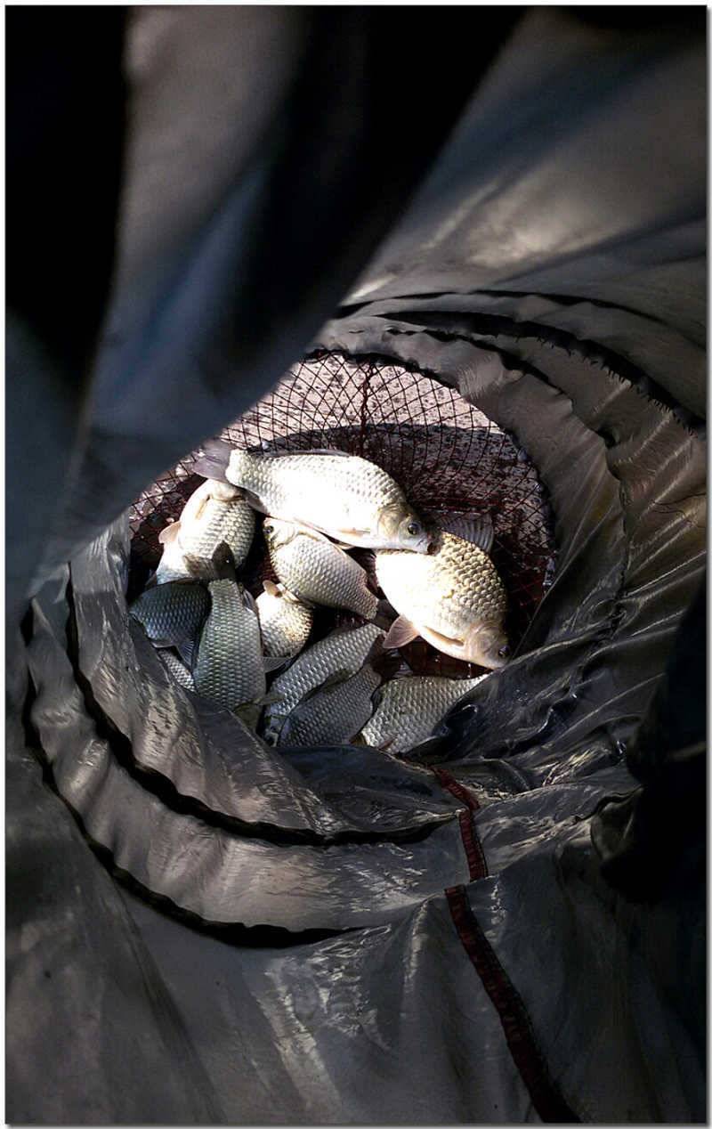 한버들 사짜칠성지 사짜충주호 노지 대물 (조황조행기 - 특파원조황)