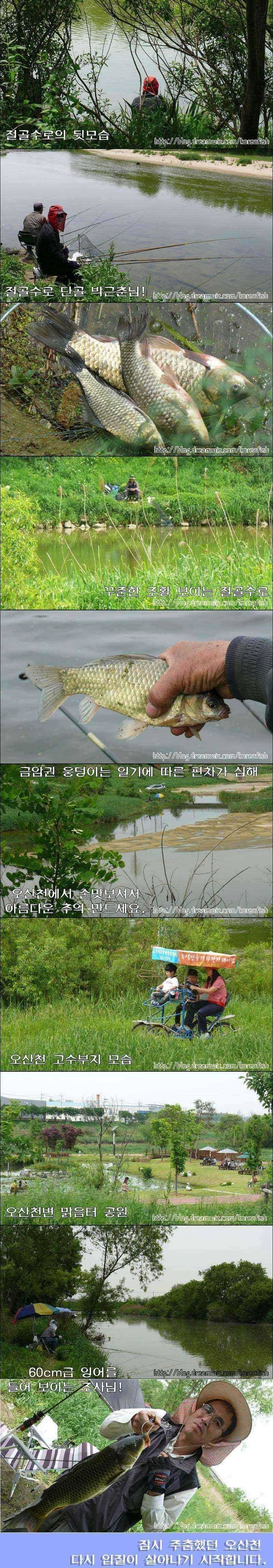 365cm월과 70cm대물잉어오산천 (조황조행기 - 특파원조황)