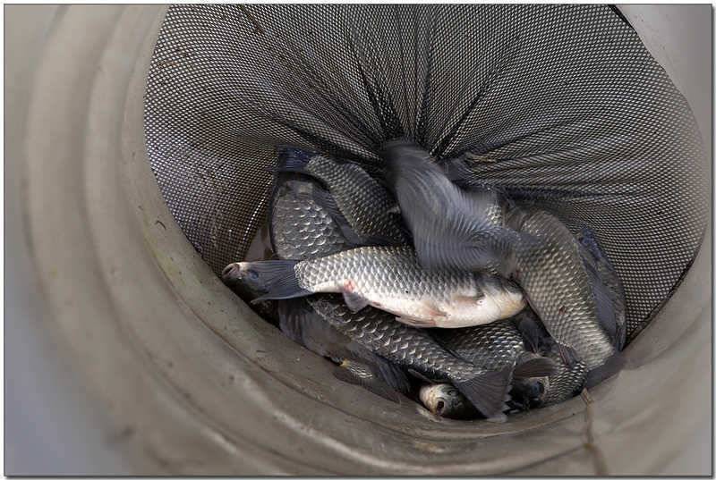 한버들 41 cm충주호 노지 38 cm (조황조행기 - 특파원조황)