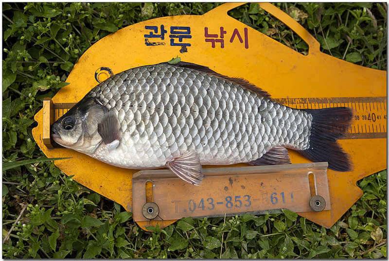 한버들 41 cm충주호 노지 38 cm (조황조행기 - 특파원조황)