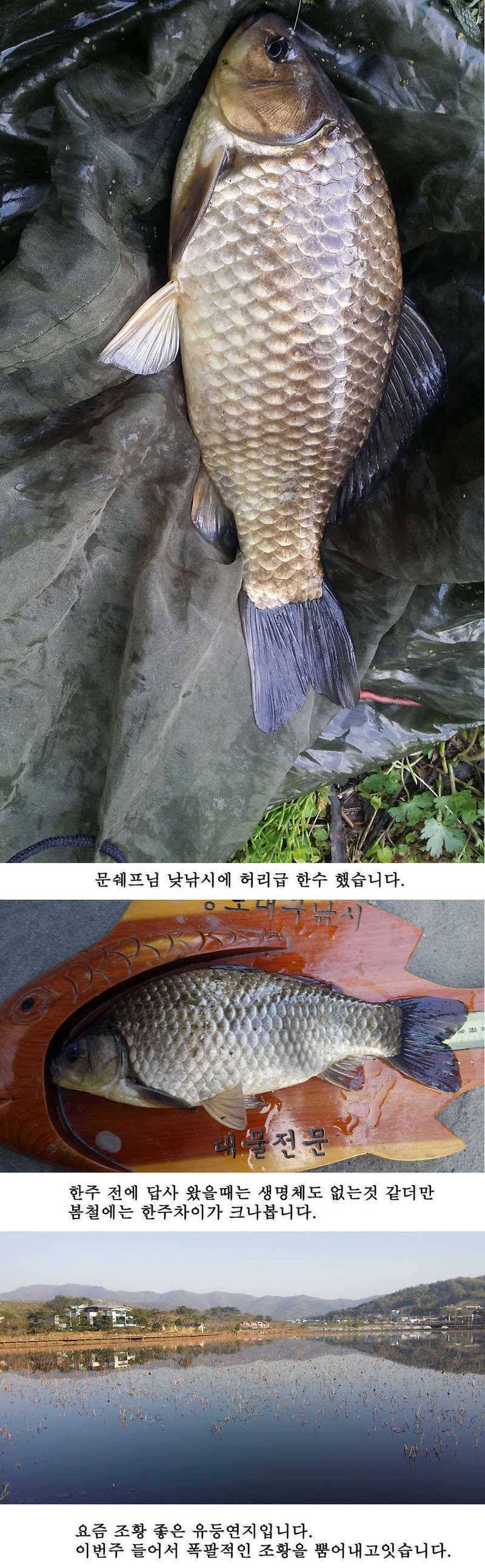 청도권 지난주 조황 (조황조행기 - 특파원조황)