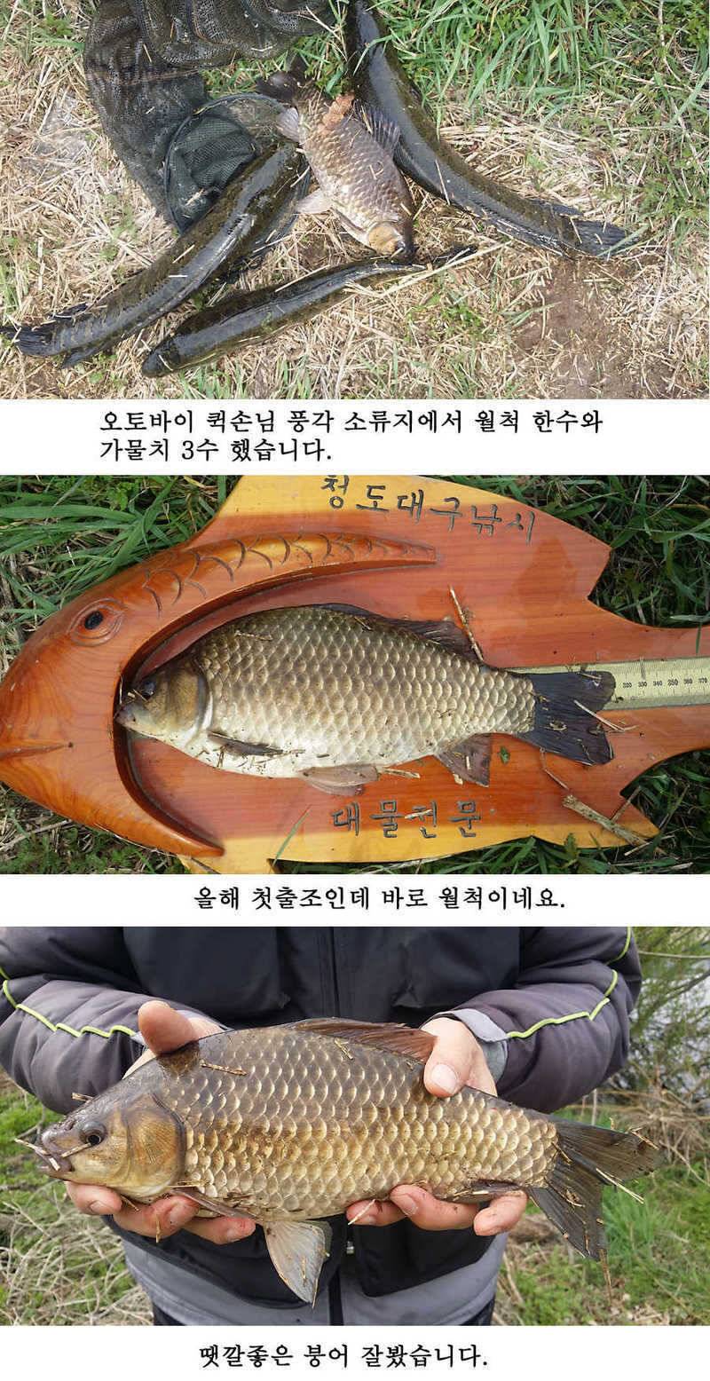 청도권 지난주 조황 (조황조행기 - 특파원조황)
