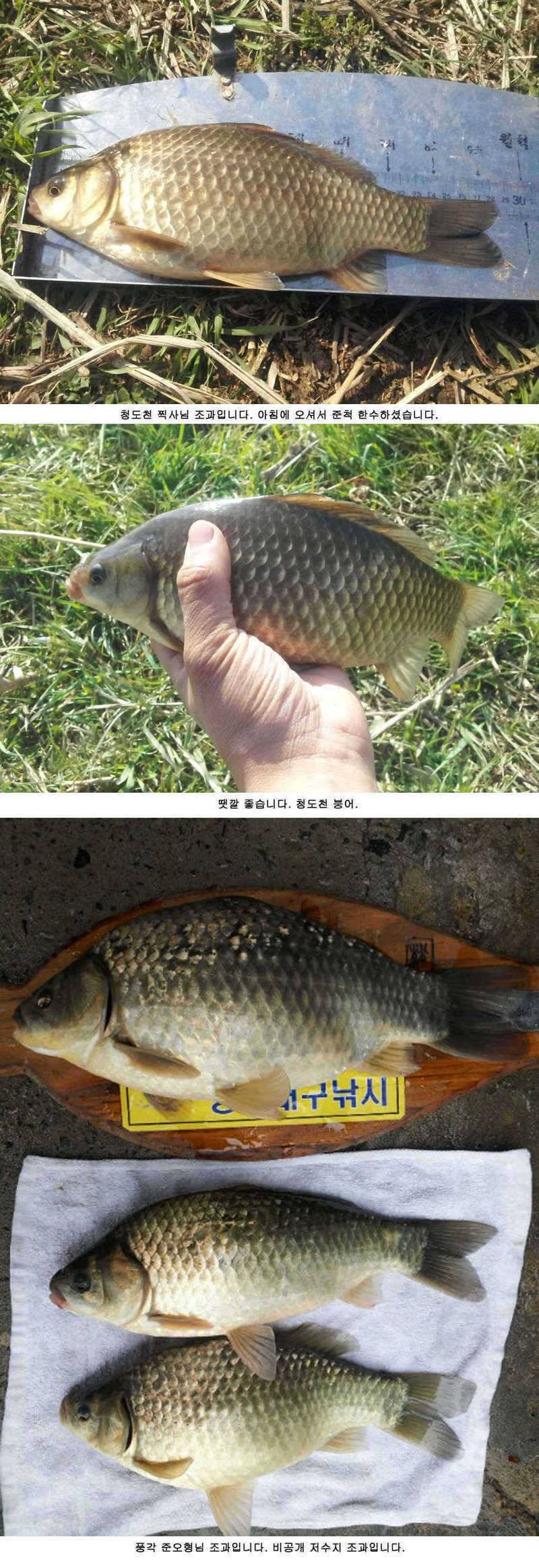청도권 주말 주중 조황 (조황조행기 - 특파원조황)