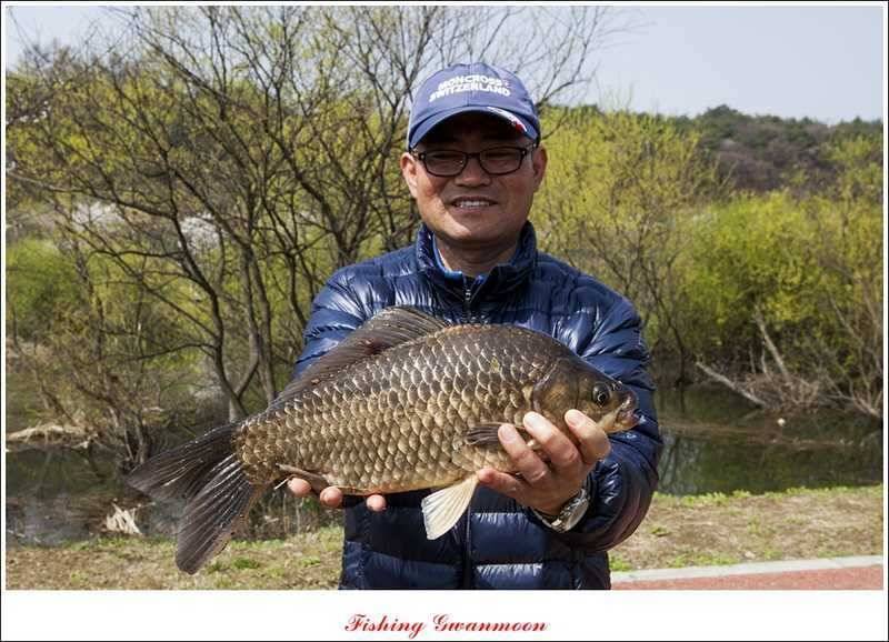 칠성지 노지 45 cm 사짜 마릿수 조황 (조황조행기 - 특파원조황)