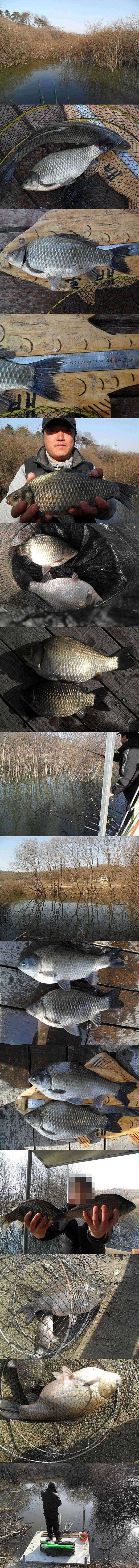 고삼지 산란 임박 (조황조행기 - 특파원조황)