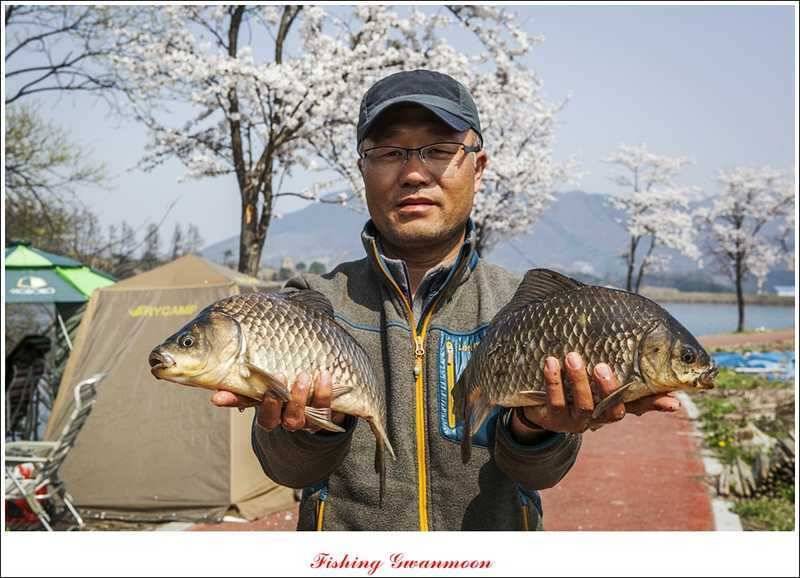 칠성지 노지 45 cm 사짜 마릿수 조황 (조황조행기 - 특파원조황)