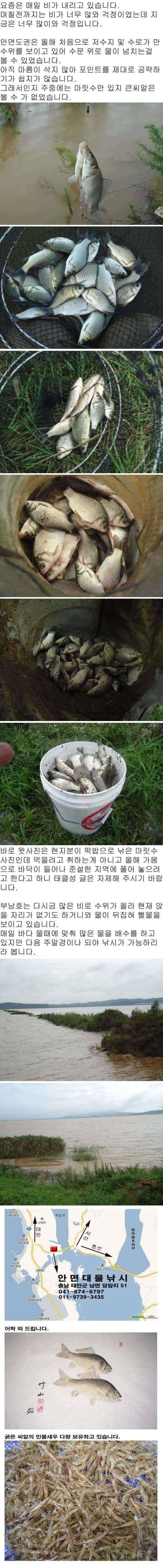 822 안면도권 및 부남호 주중 조황 (조황조행기 - 특파원조황)