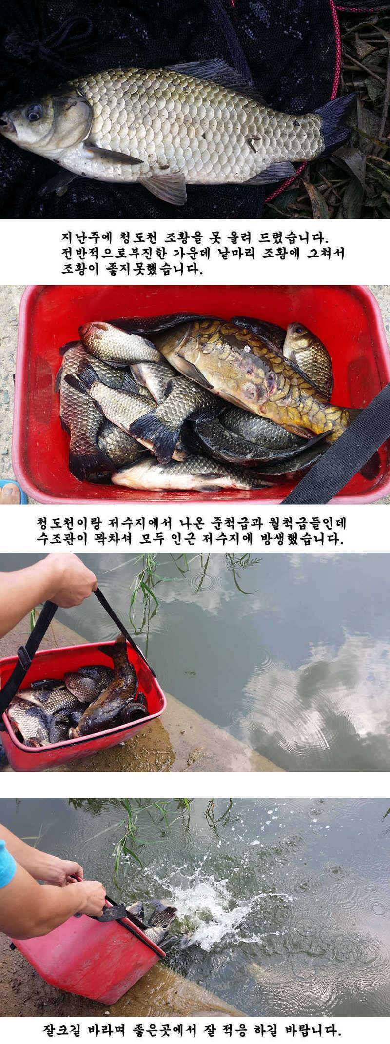 지난 청도권 조황입니다 (조황조행기 - 특파원조황)