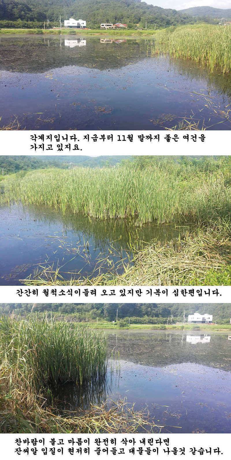 지난 청도권 조황입니다 (조황조행기 - 특파원조황)