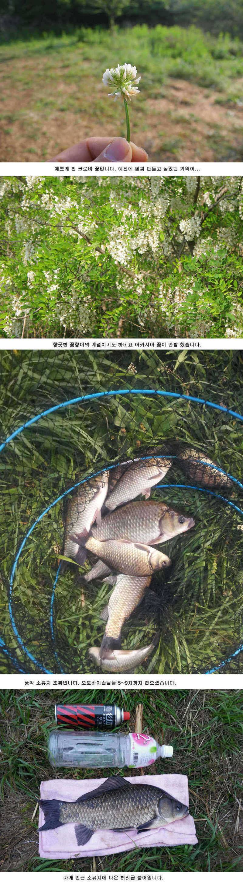청도권 주말 조황 (조황조행기 - 특파원조황)
