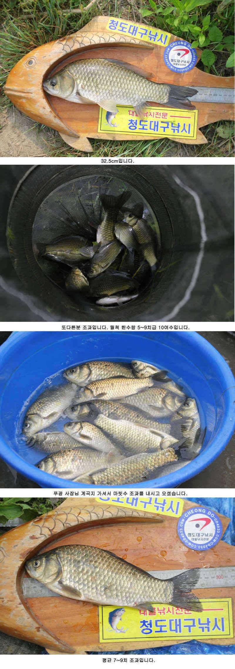 청도권 주말 조황 (조황조행기 - 특파원조황)