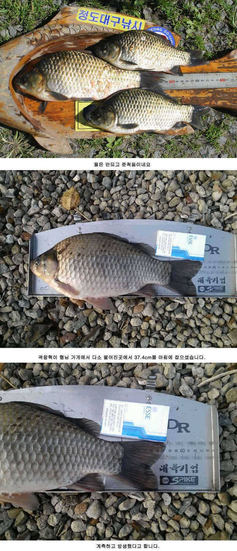 청도권 주중 조황 (조황조행기 - 특파원조황)