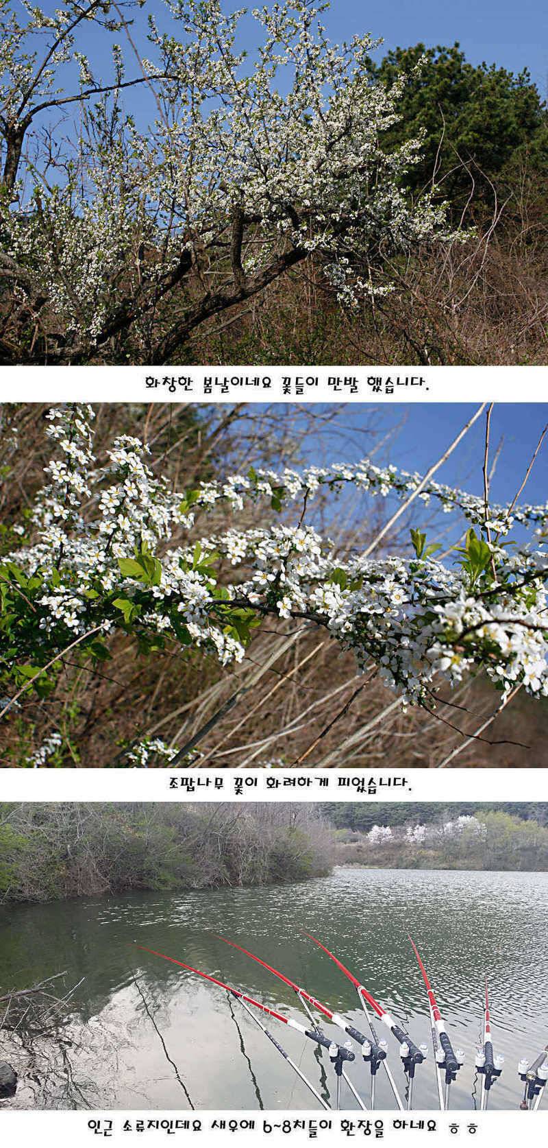 청도권 전반적으로 호조황입니다 (조황조행기 - 특파원조황)