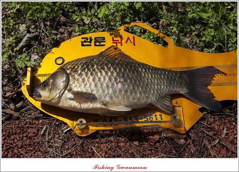 칠성지 노지 45 cm 사짜 마릿수 조황 (조황조행기 - 특파원조황)