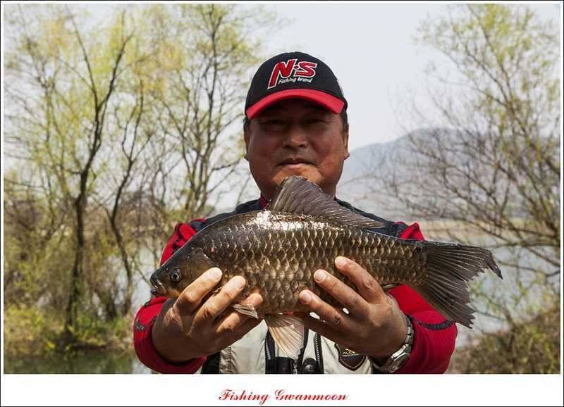 칠성지 노지 45 cm 사짜 마릿수 조황 (조황조행기 - 특파원조황)