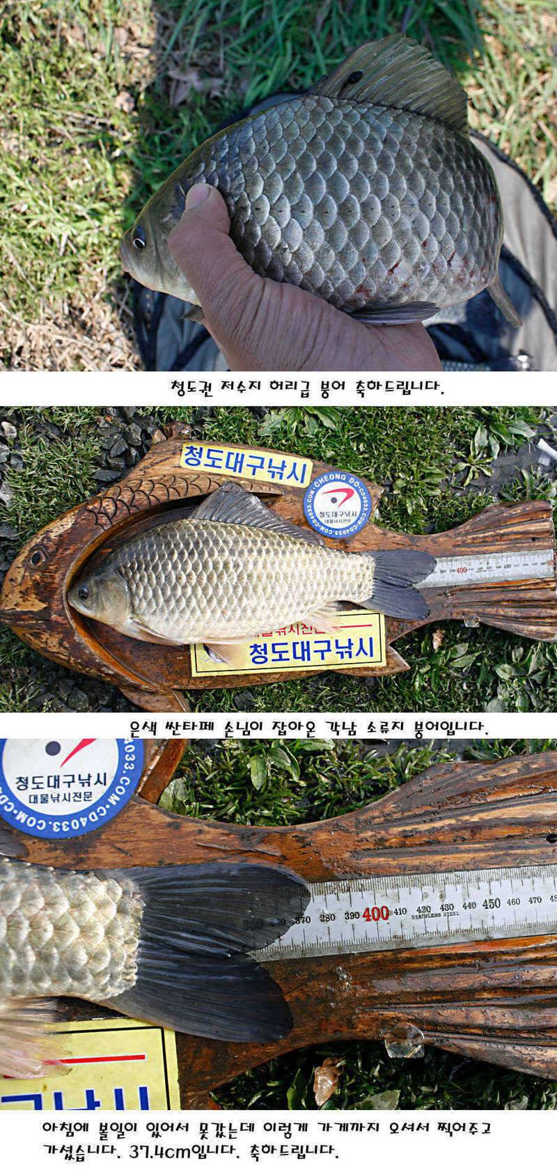 청도권 전반적으로 호조황입니다 (조황조행기 - 특파원조황)