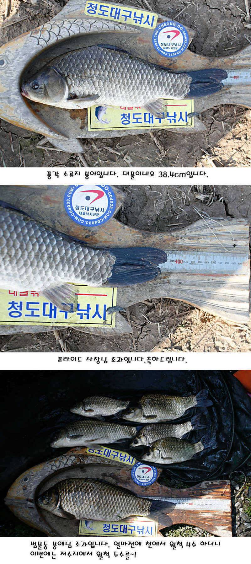 청도권 전반적으로 호조황입니다 (조황조행기 - 특파원조황)